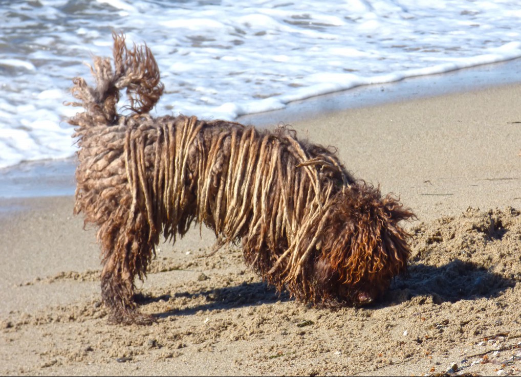 Spanish water dog digging in sand on a beach