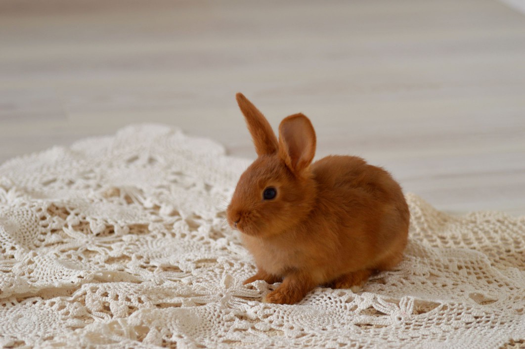 New zealand rabbit bunny