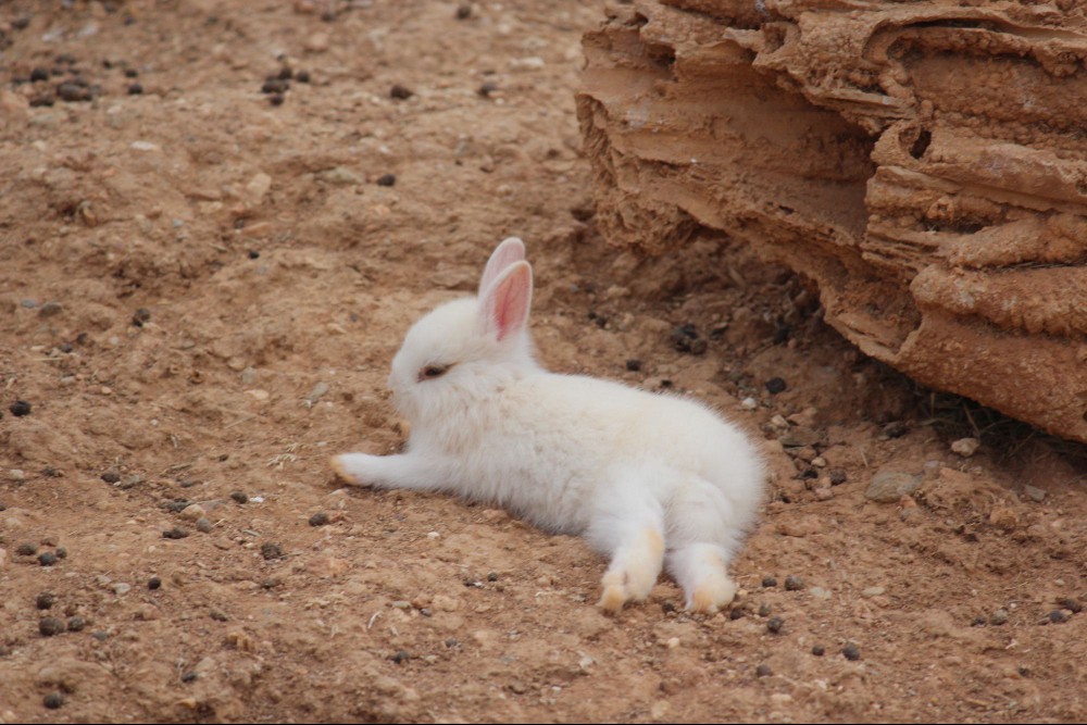 Rabbit on its side