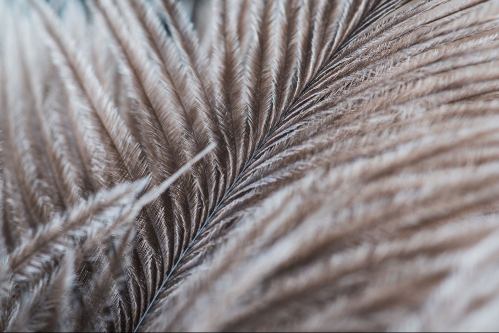 Molted feather