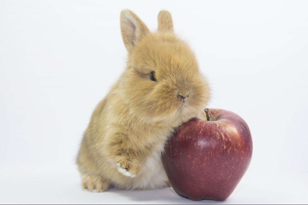 Dwarf rabbit with red apple