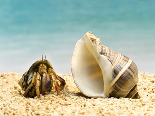Hermit Crab Molting Signs Hermit Crab Molting Signs