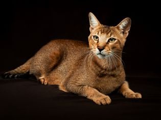 Chausie: Cat Breed Profile, Characteristics & Care