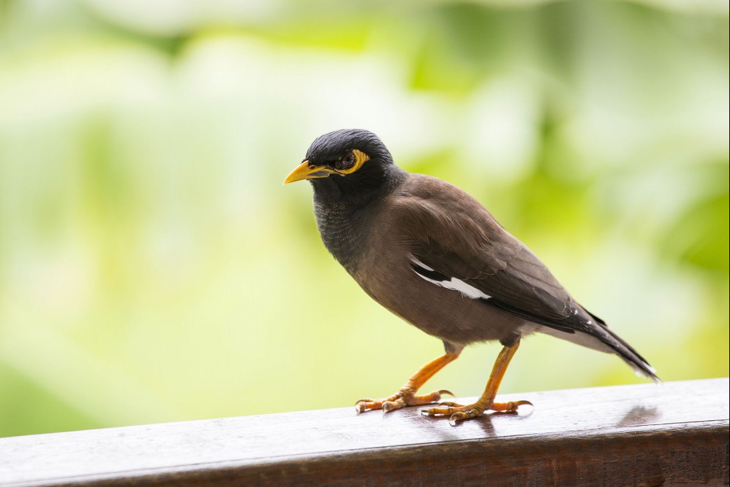 Mynah bird perched on a railing