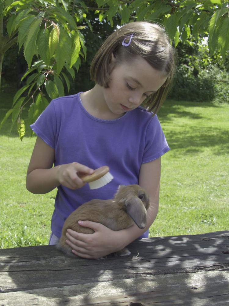 A child brushing a rabbit