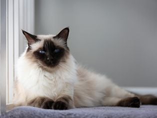 Balinese: Cat Breed Profile, Characteristics & Care