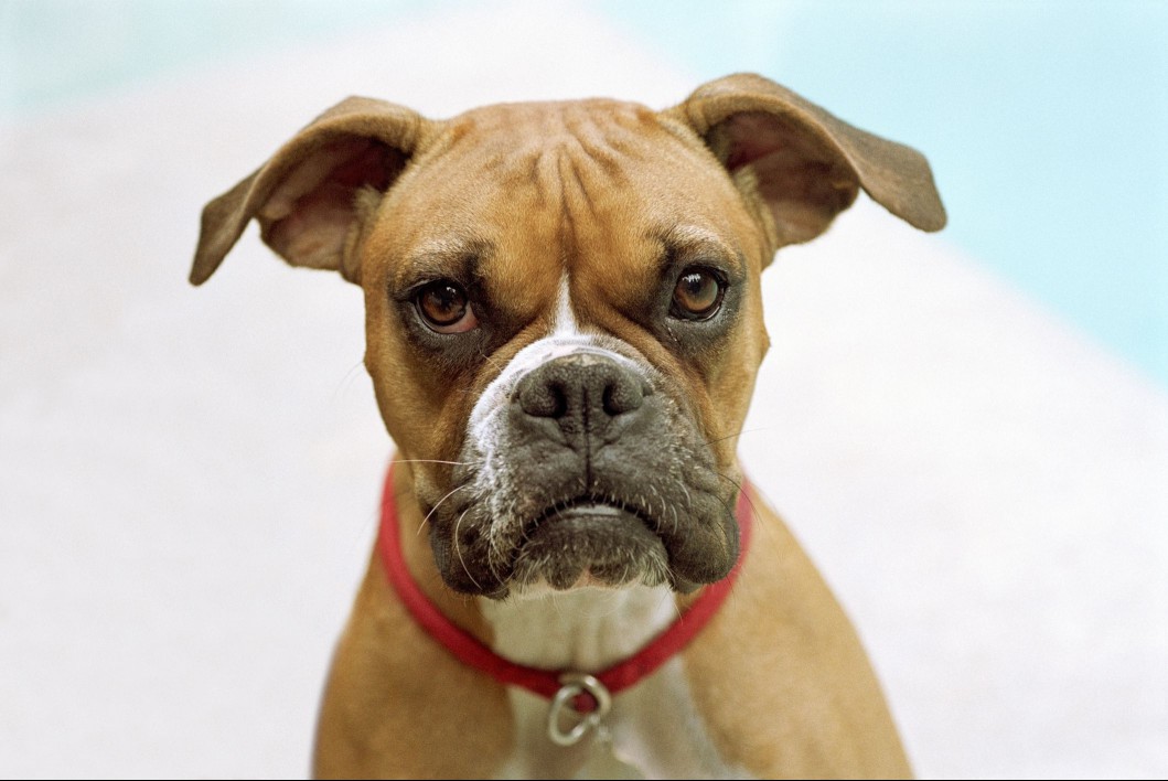 Boxer dog looking at camera