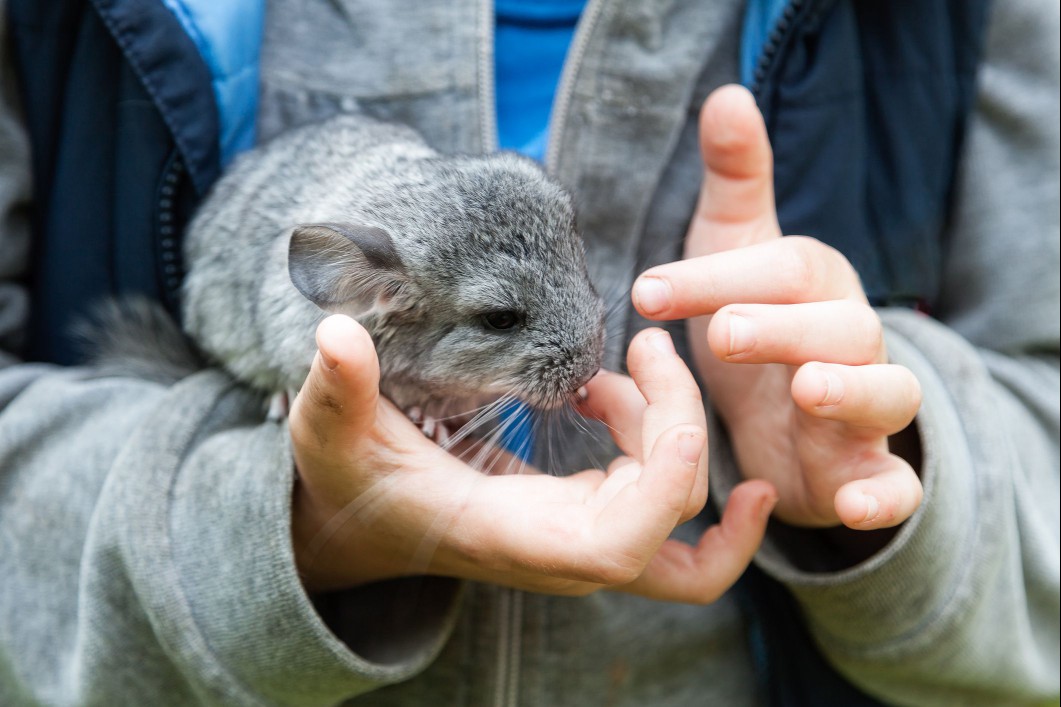 Two hands holding up a chinchilla