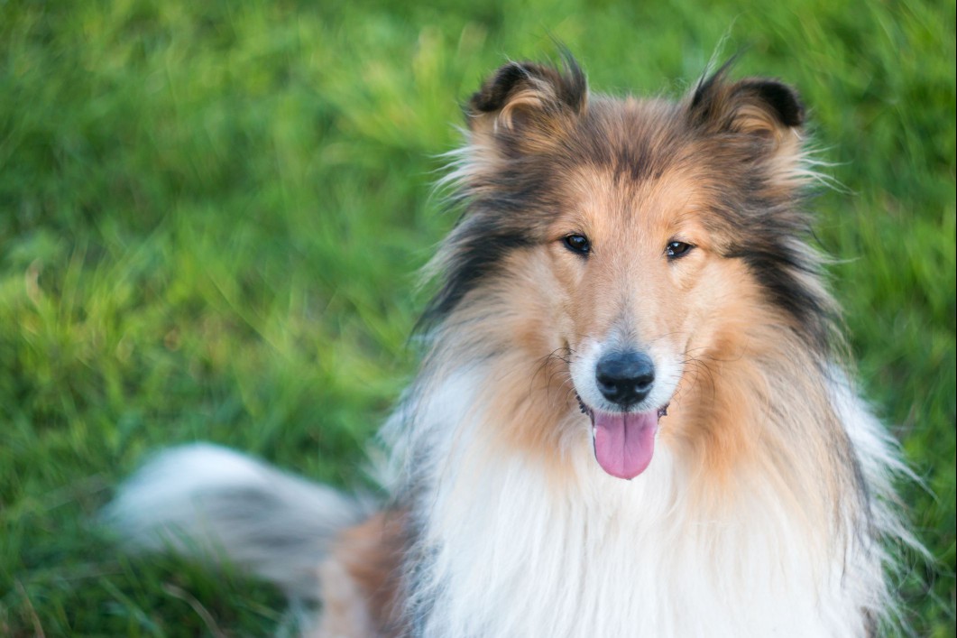 Collie