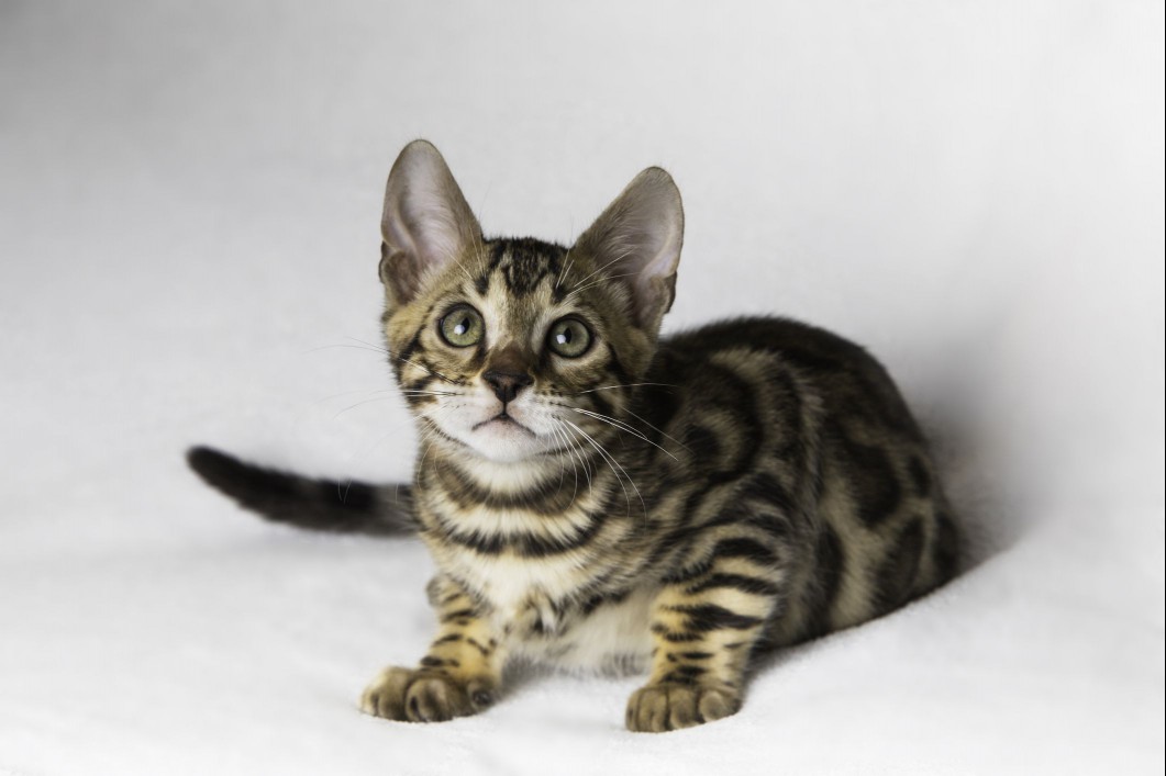 Bengal kitten