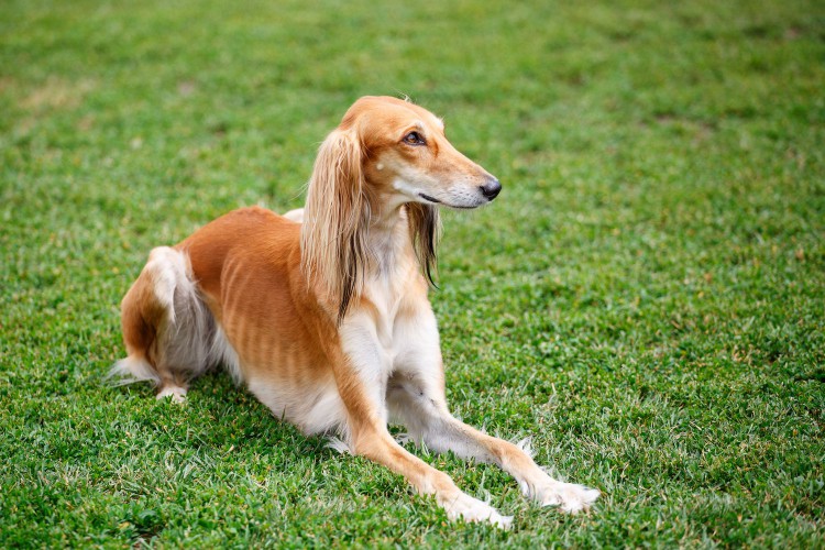 saluki dog