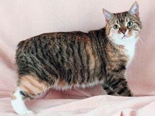Manx Cat: Cat Breed Profile, Characteristics, and Care