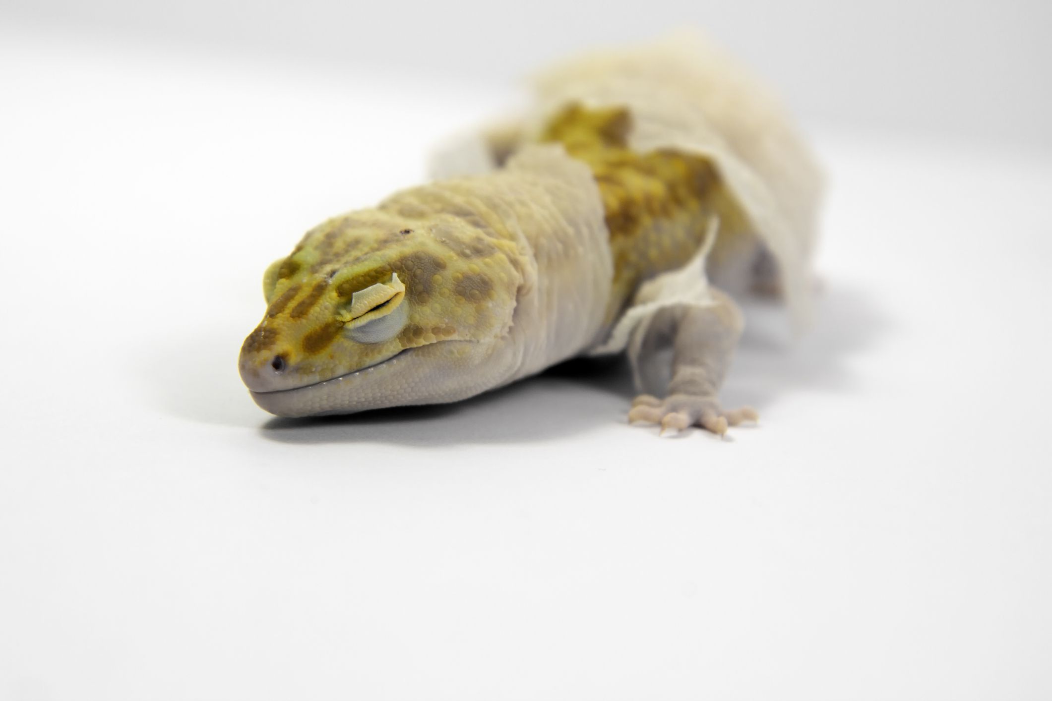Leopard gecko with retained shed.