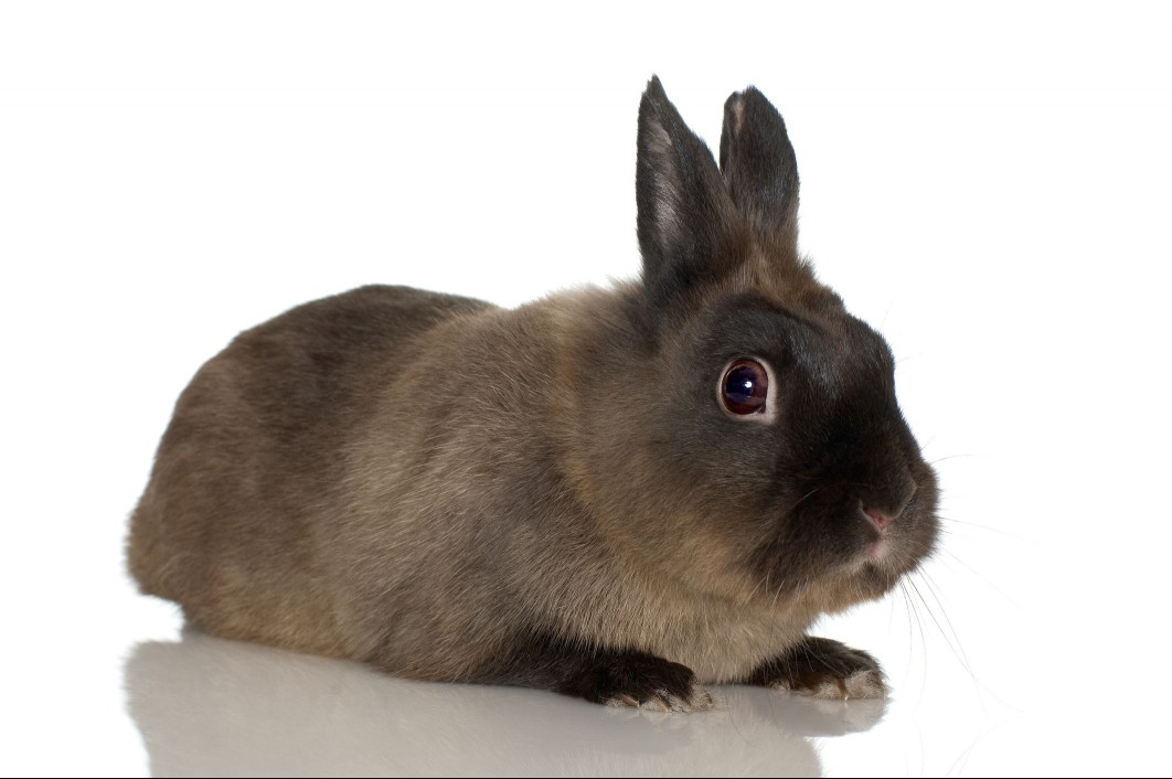 himalayan rabbit