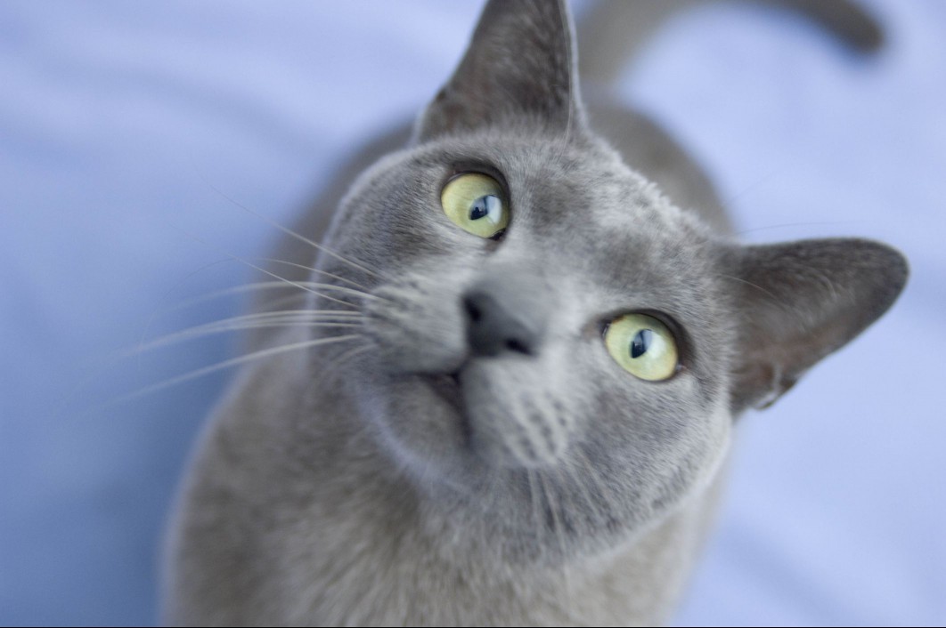 A Burmese cat looking into the camera.