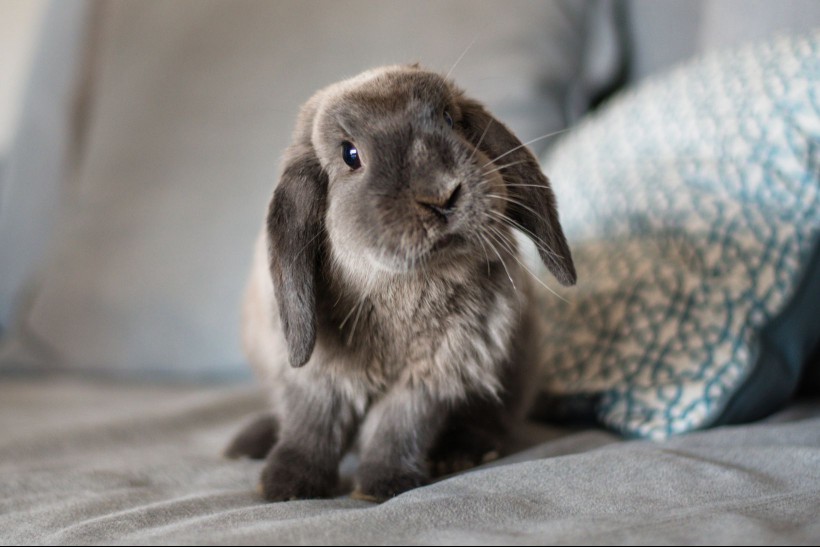 Rabbit with shaded fur