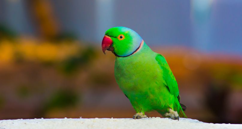 Green Indian ringneck parakeet