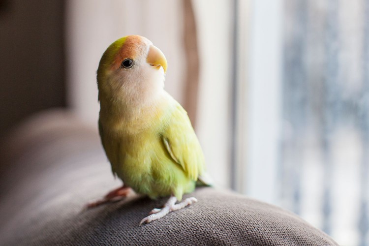 Parrot perched on furniture