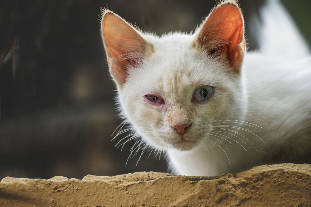 White cat with conjunctivitis squinting.