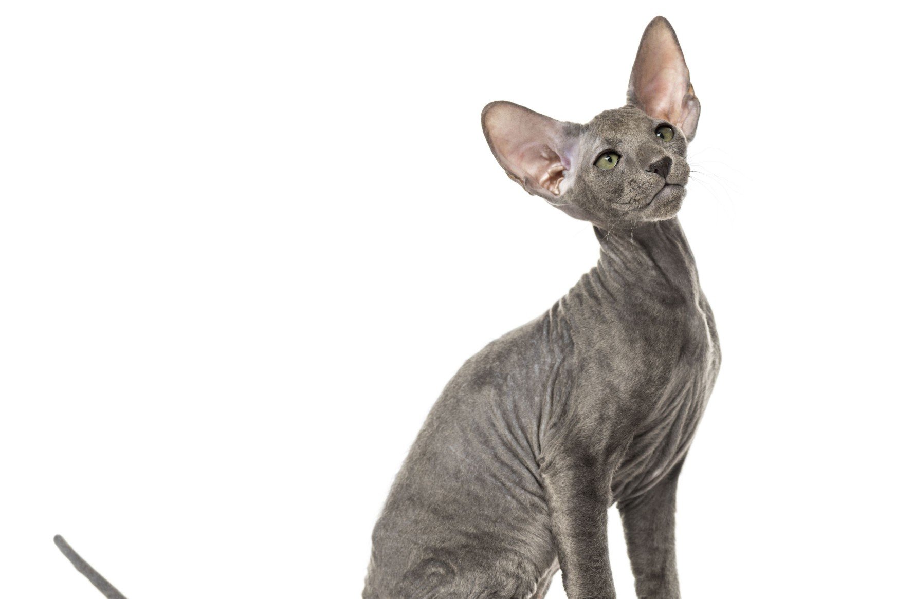peterbald cat