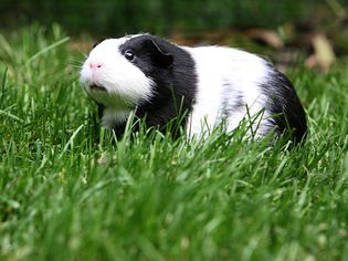 Heatstroke in Guinea Pigs