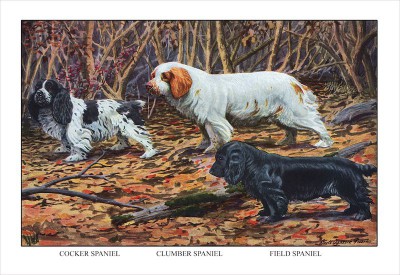 A portrait of Spaniels from 1919.