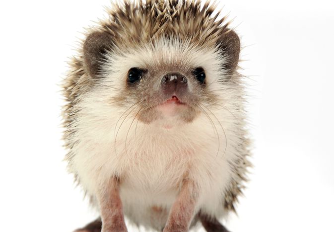 Are Hedgehogs Good Pets?
