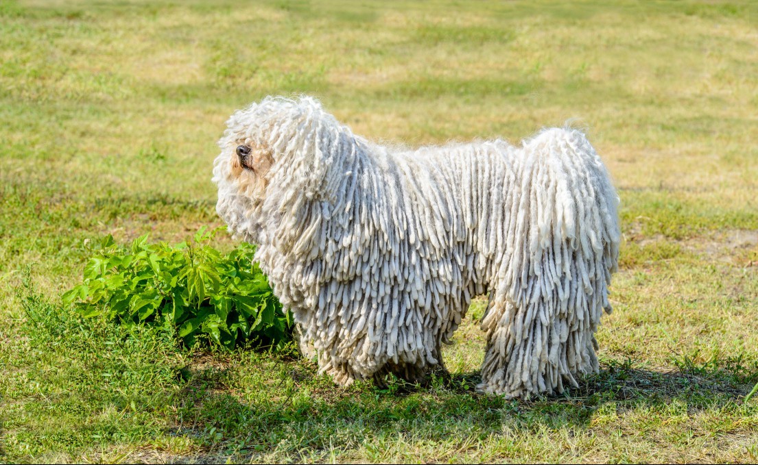 Komondor guarding sheep