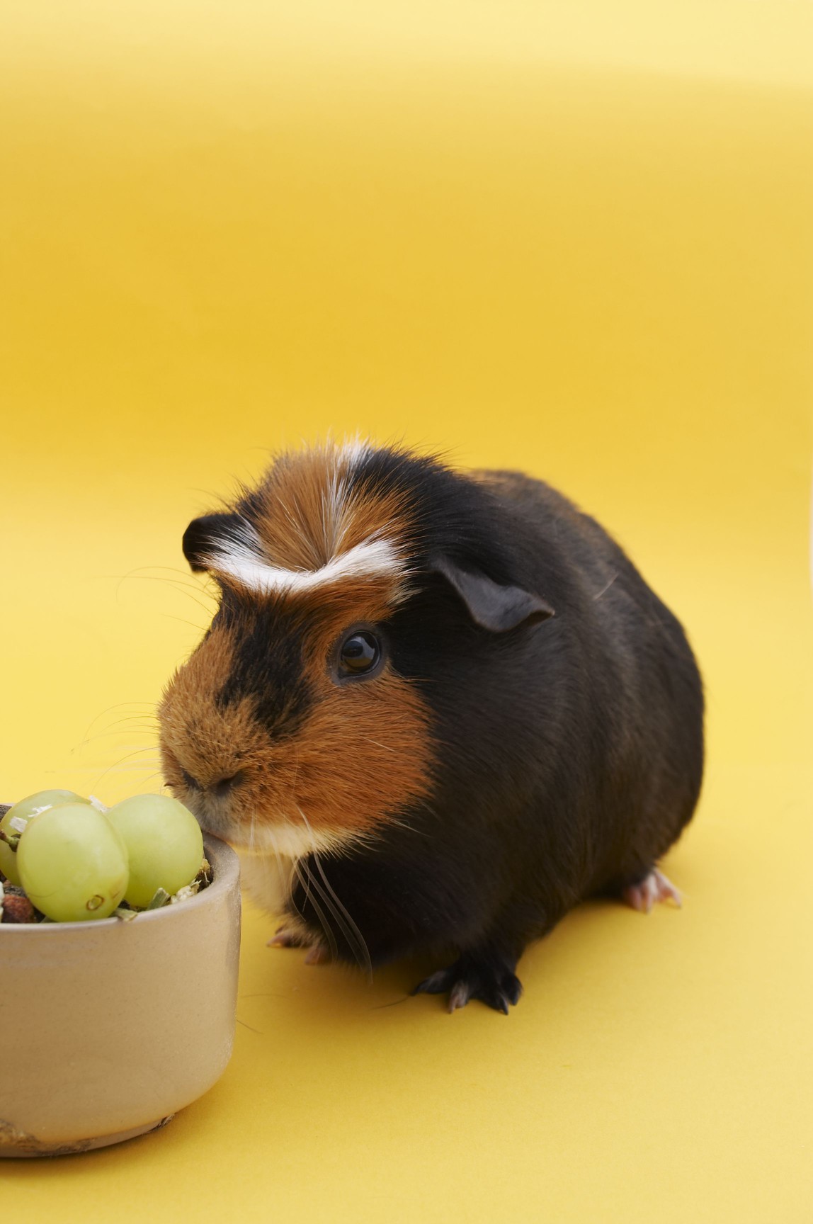 Guinea pig with grapes in a bowl.