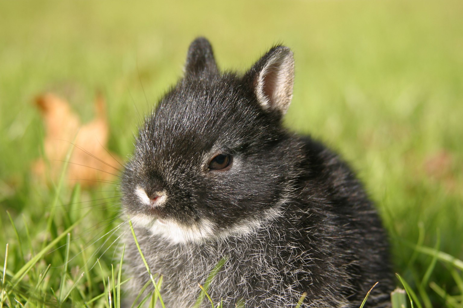 Netherland Dwarf Rabbit