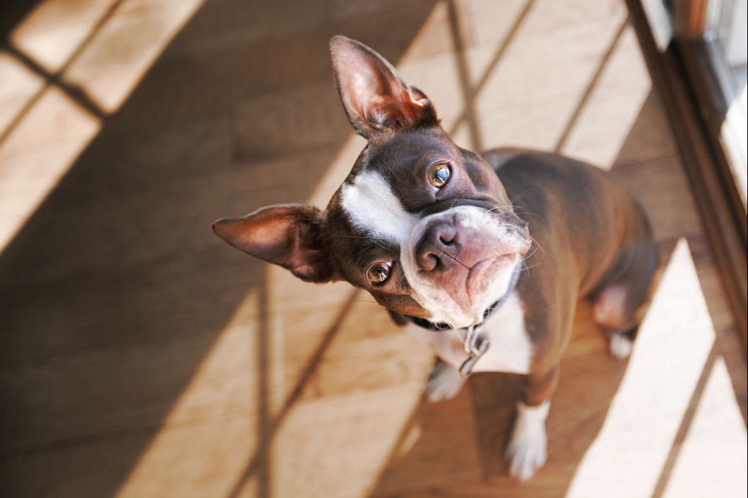Boston terrier in seal and white