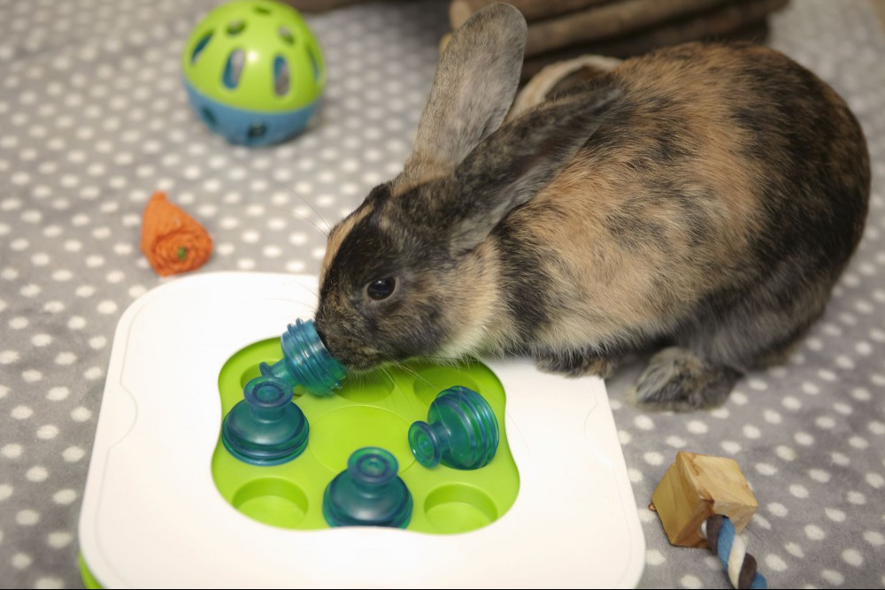 Rabbit nudging