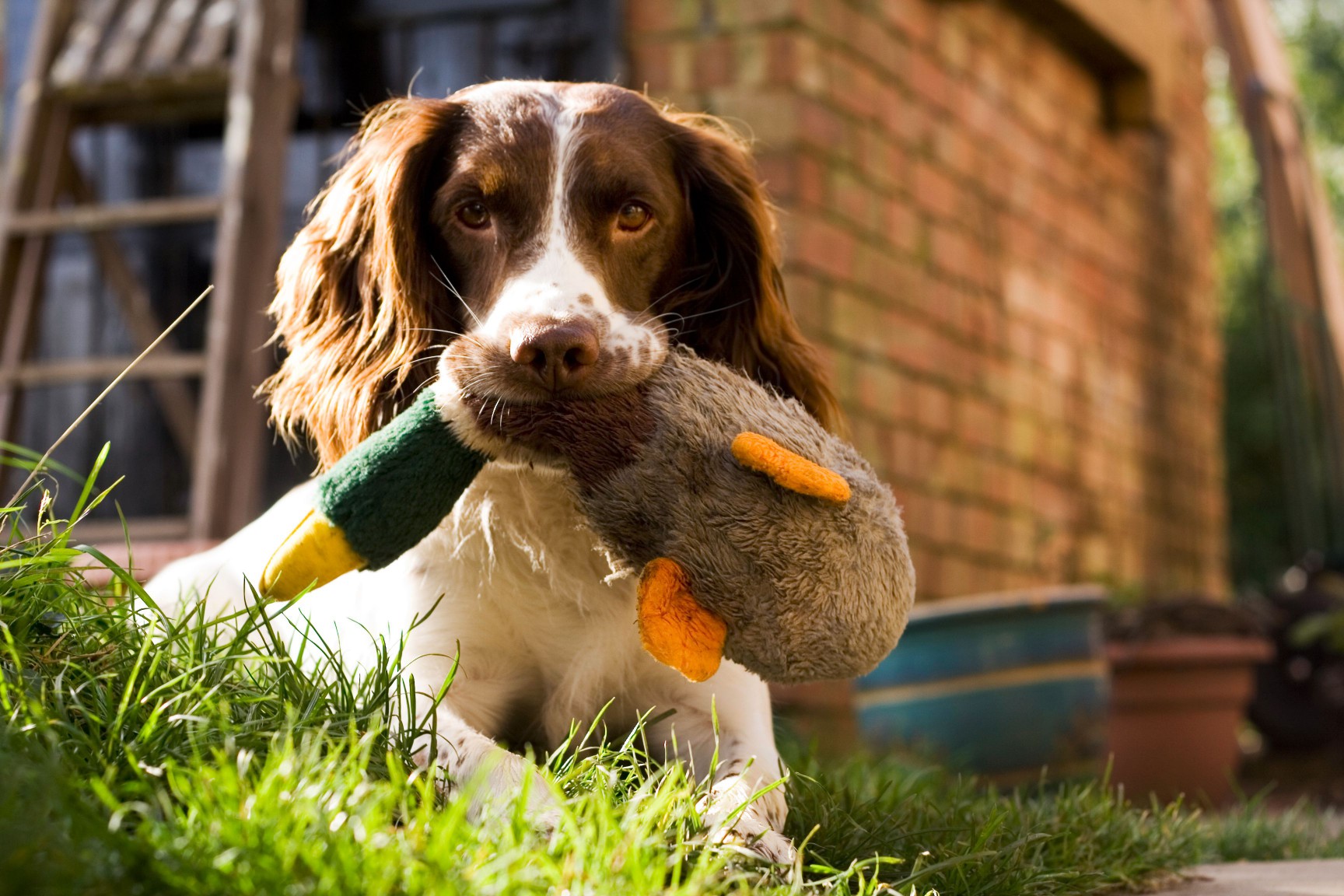 English Springer Spaniel outside