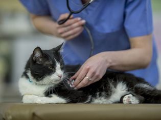 Heart Disease in Cats