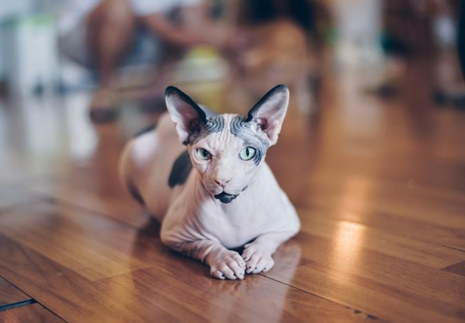 10 Best Hairless Cat Breeds That Make For Unique Pets