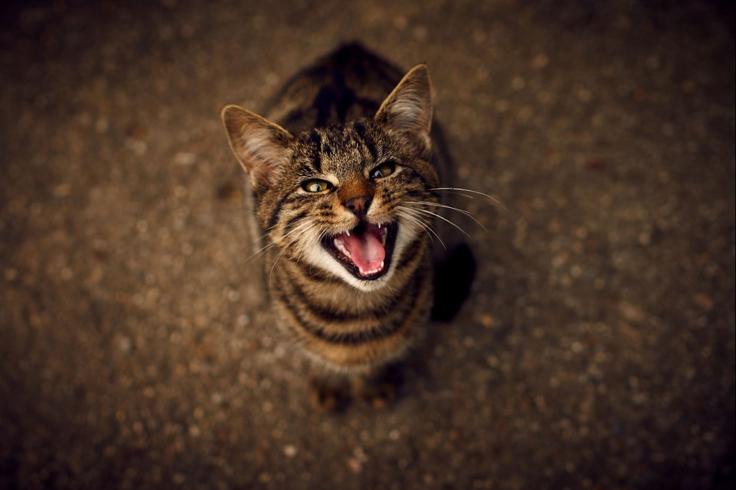 Tabby cat yowling