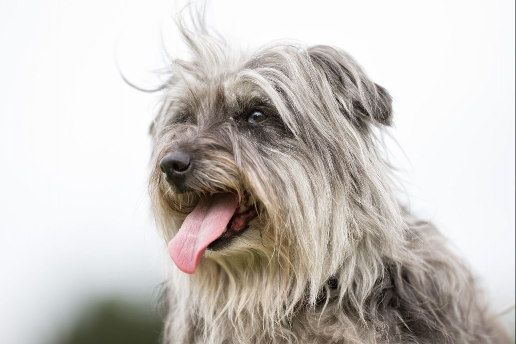 Gray Pyrenean Shepherd outside smiling.