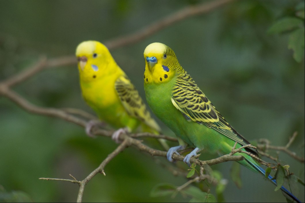 Parakeets on a branch.