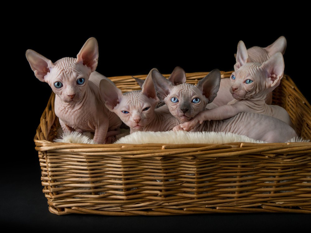 Sphynx kittens