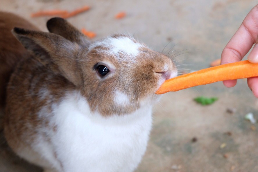 Rabbit eating a carrot