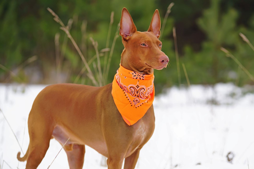 Pharaoh Hound