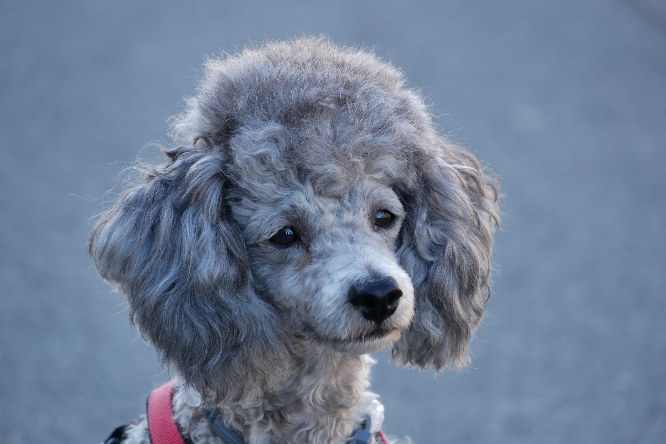 Silver Toy Poodle