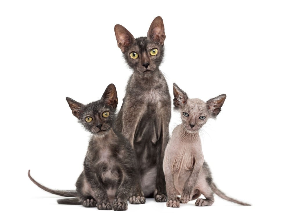 Lykoi cat and kittens