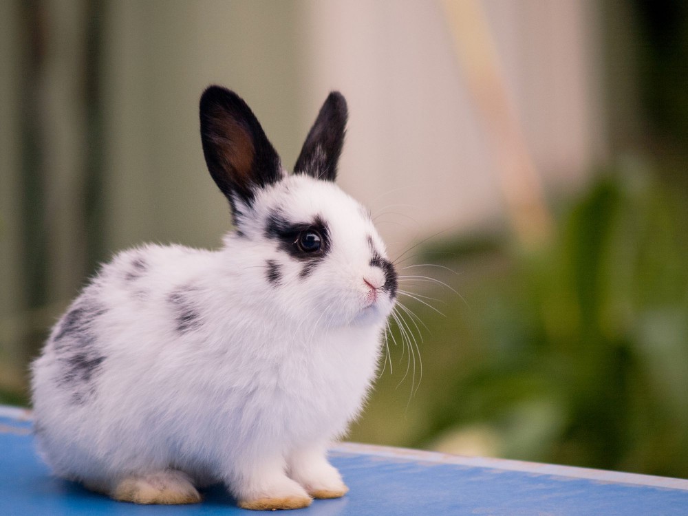 Rabbit with broken colored fur