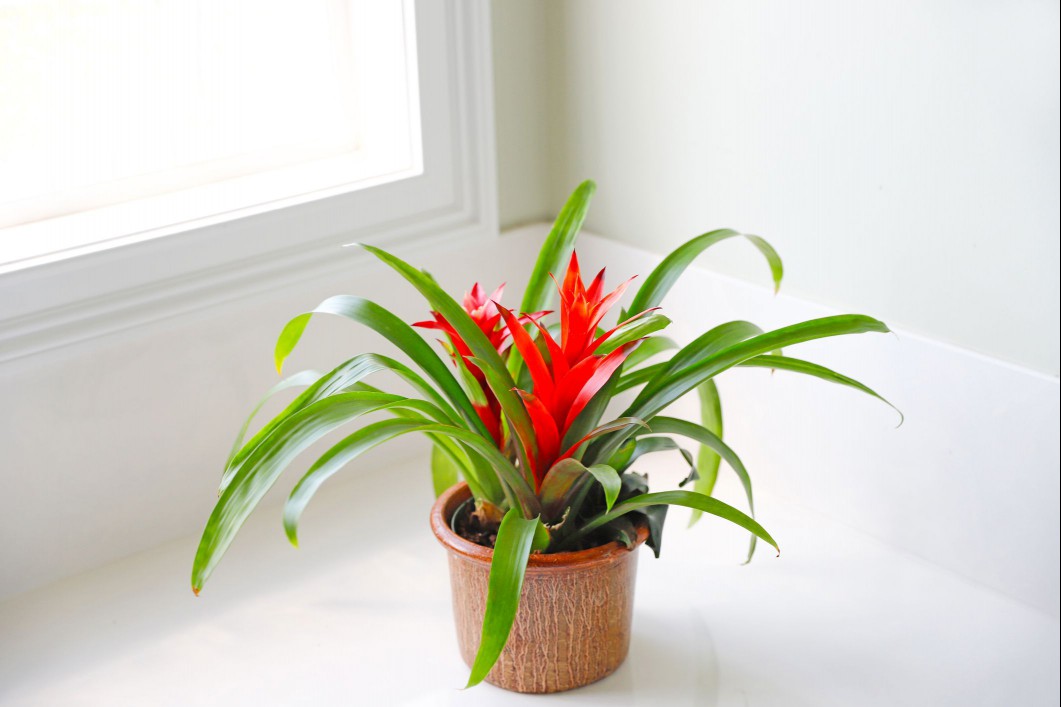 Bromeliad Houseplant