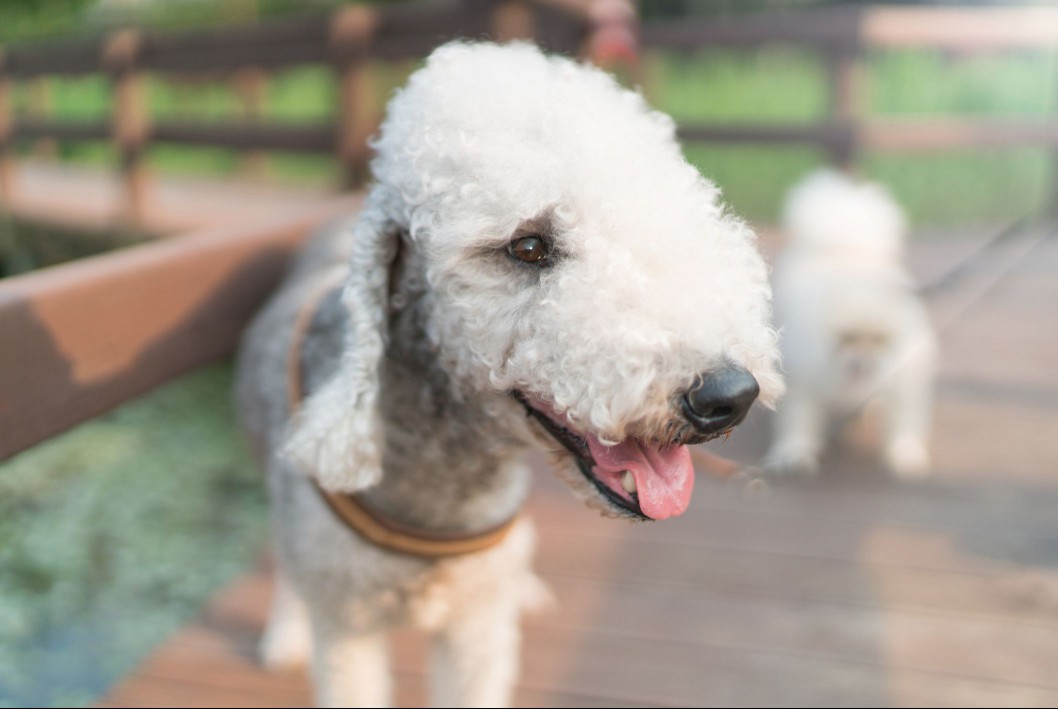 Bedlington Terrier