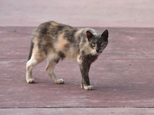 Addison's Disease in Cats