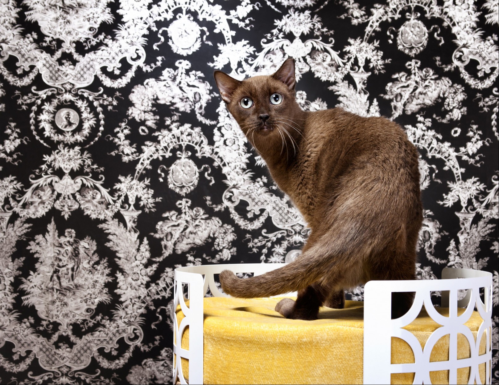 Havana Brown cat