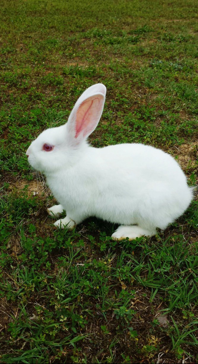 florida white rabbit