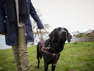 9 Types of Working Dogs and the Jobs They Do